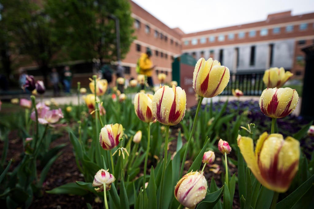 Tulips bloom on the George Mason University Fairfax Campus