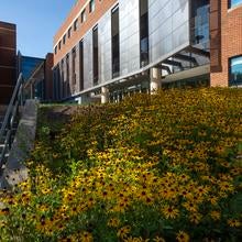 Exploratory Hall with summer flowers on George Mason's Fairfax Campus.