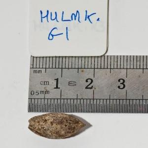 Commiphora seed compared to a ruler